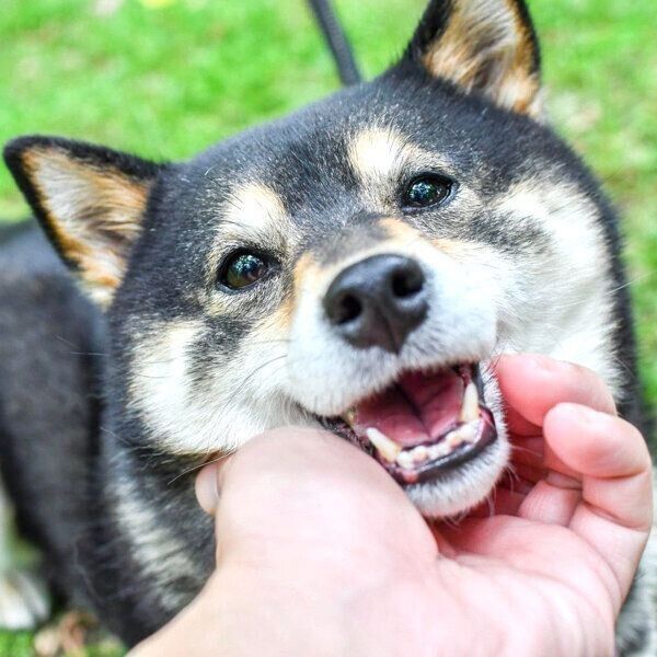 笑顔の吾子ちゃん
