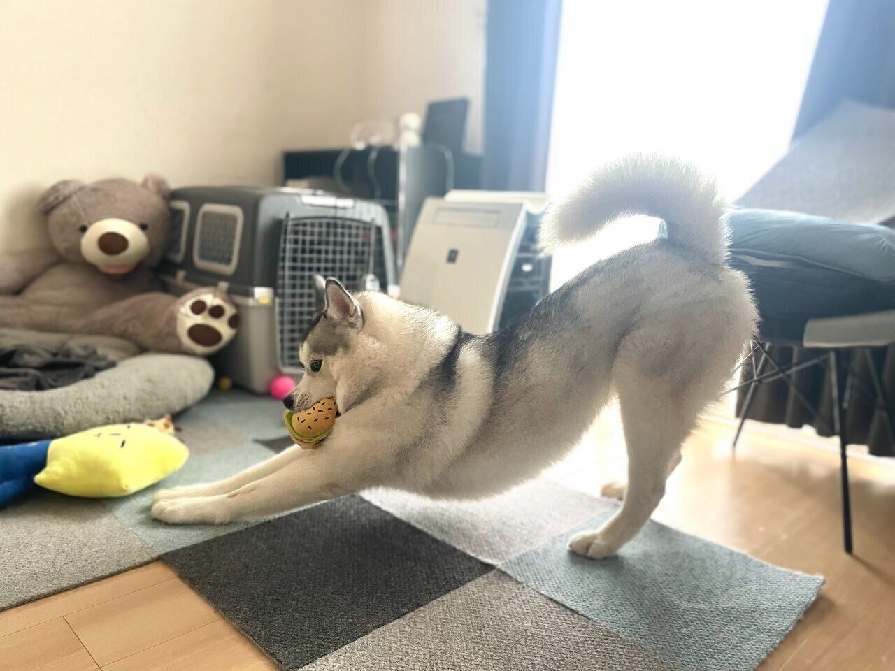 おもちゃをくわえながら伸びをするじょんすのーくん