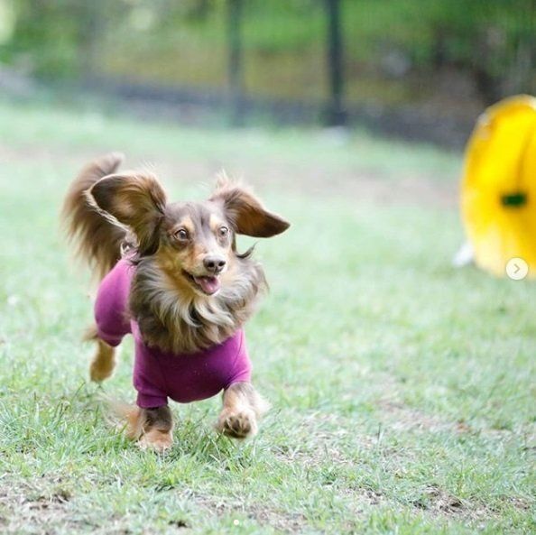 レジーナリゾートのドッグランで走る犬