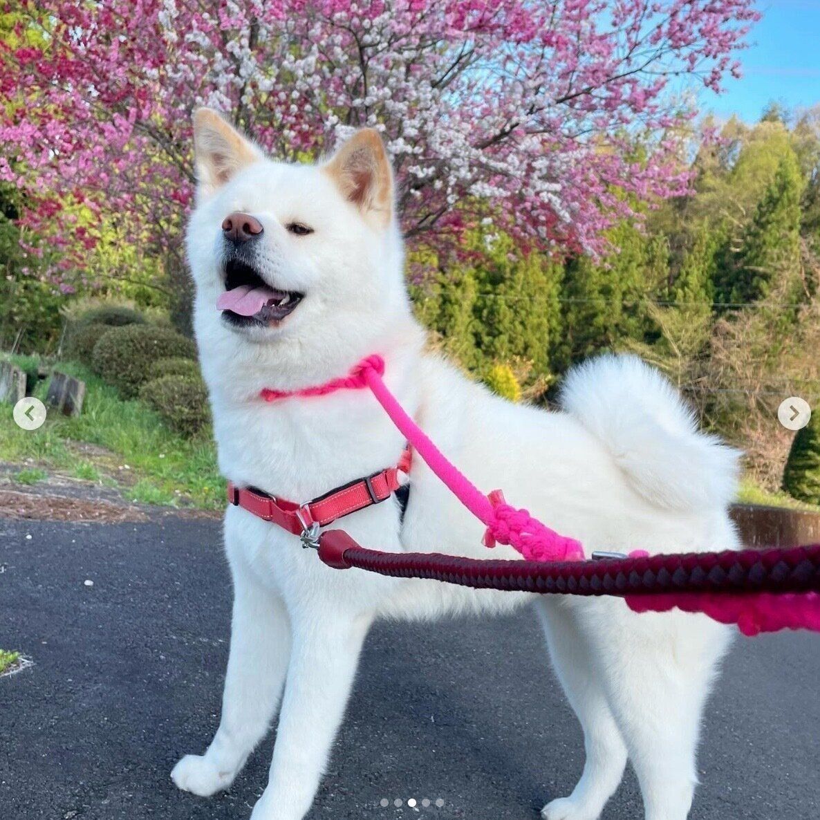 楽しそうなきなこちゃん