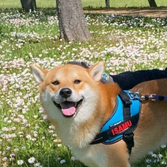柴犬のイサムちゃん