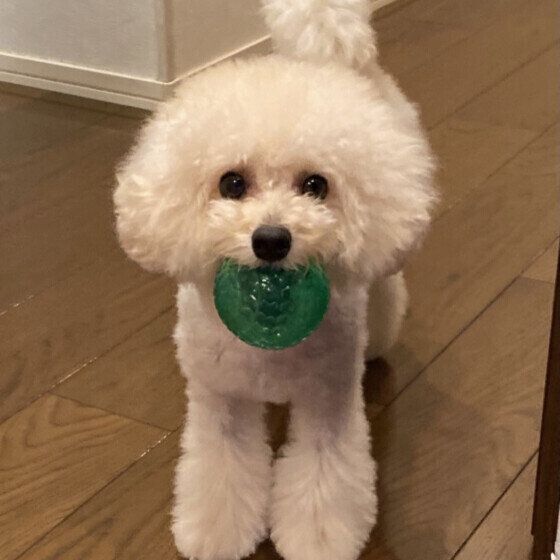 トイ・プードルのRubくん