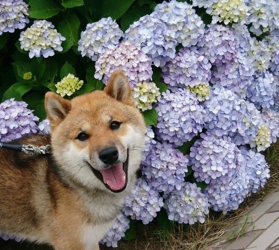 あじさいの前で笑顔の柴犬