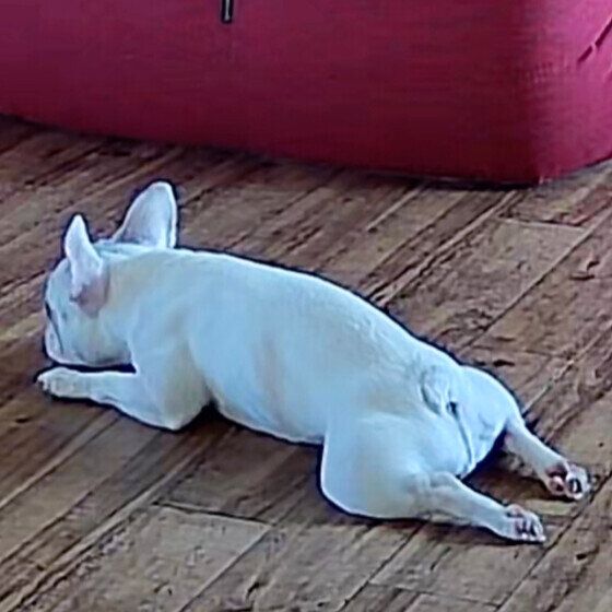 フレンチブルドッグ　はなちゃん