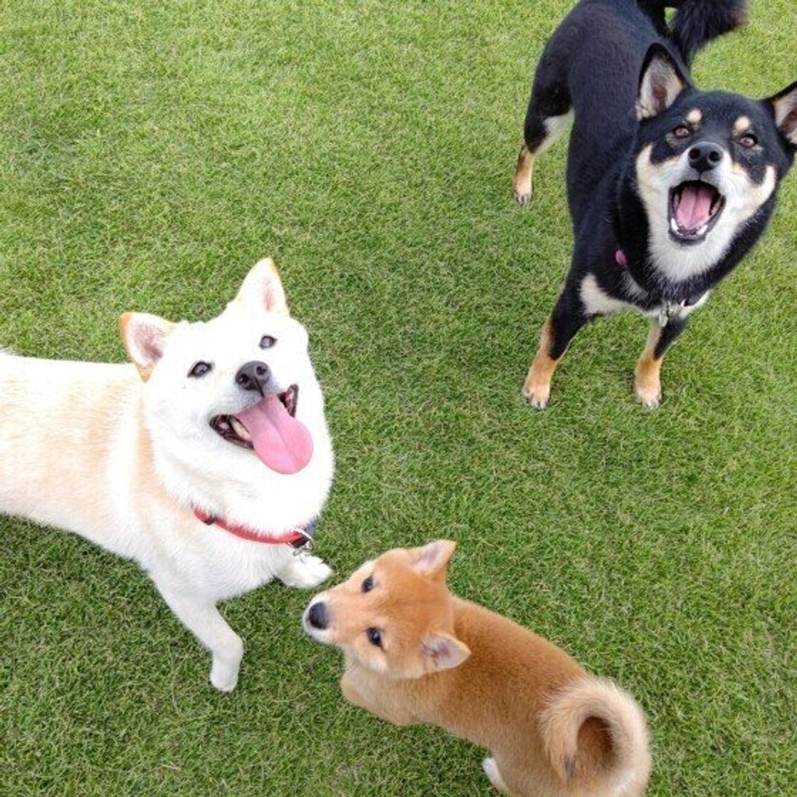 犬パルボウイルス感染症 ってどんな病気 いぬのきもちweb Magazine 犬パルボウイルス感染症 ってどんな病気 いぬのきもちweb Magazine