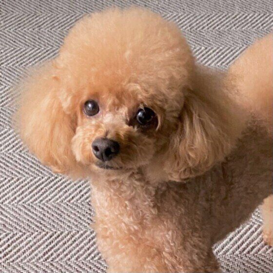 絨毯の上に立って、少し首を傾げてカメラを見つめる茶色のトイ・プードル