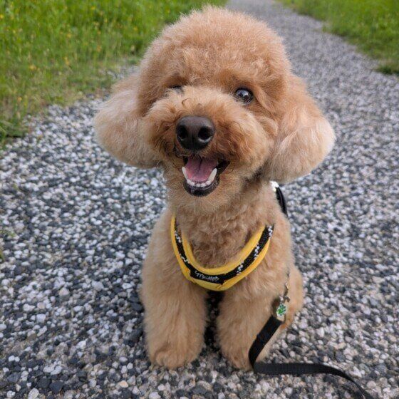 お散歩中のトイ・プードル