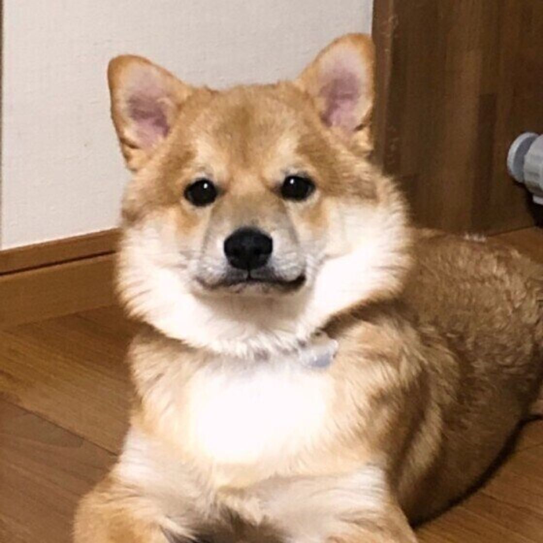 運命を感じた愛犬との出会い 飼い主が語る 今も忘れられないエピソード にじんわり いぬのきもちweb Magazine 運命を感じた愛犬との出会い 飼い主が語る 今も忘れられないエピソード にじんわり いぬのきもちweb Magazine