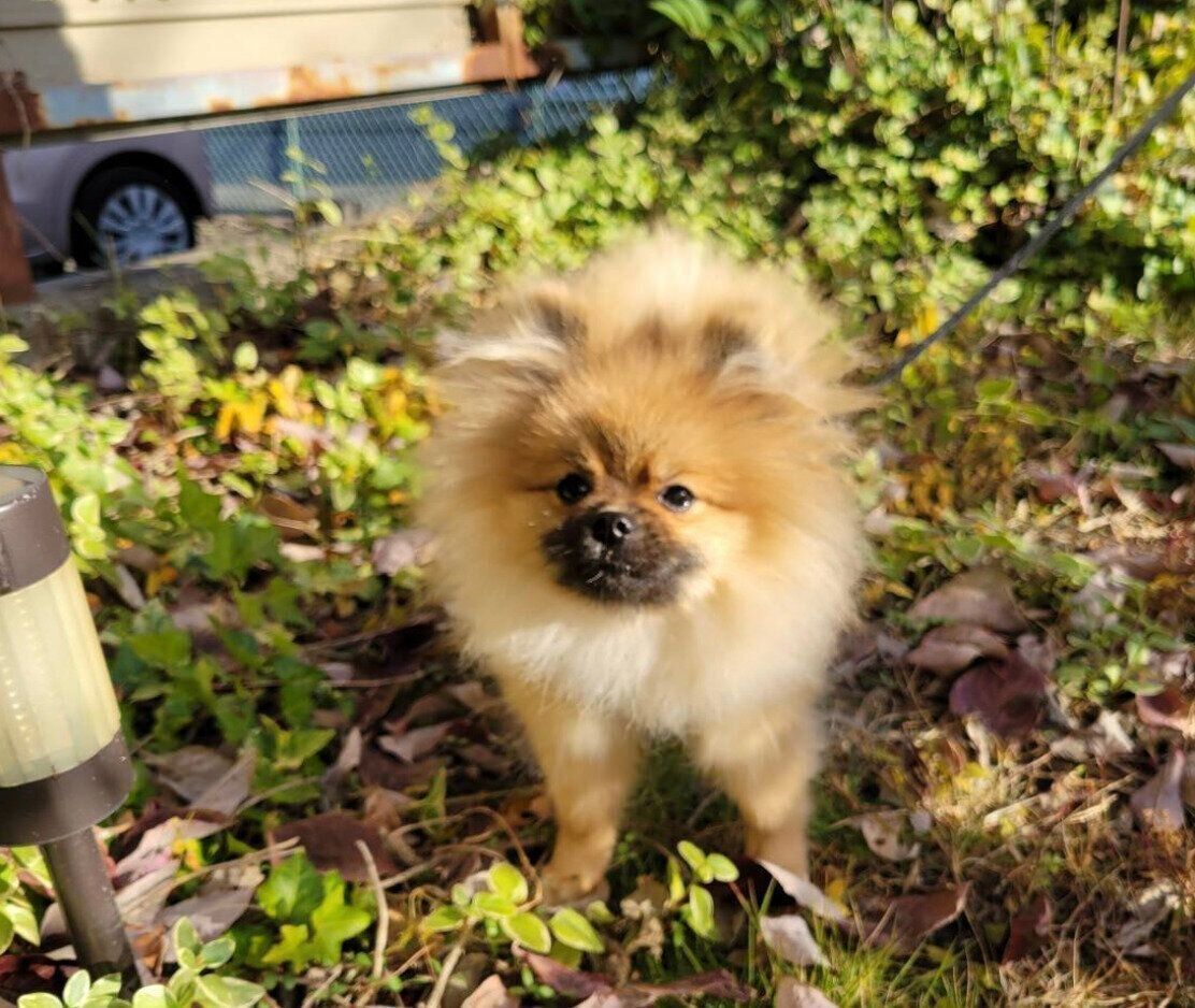 散歩するポメリーくん