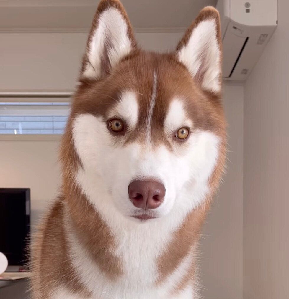 見つめるるいくん