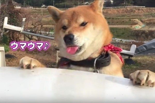 おやつが取れないワンコ