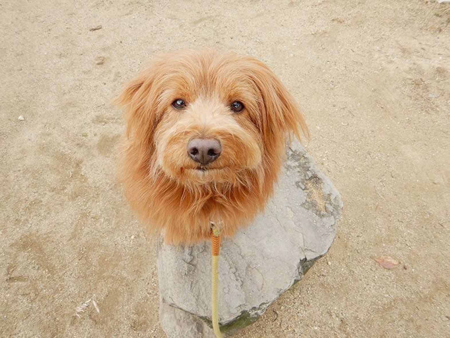 引き取った保護犬がわがままになる嬉しさ 連載 こぐま犬てんすけ Vol 37 いぬのきもちweb Magazine 引き取った保護犬がわがままになる嬉しさ 連載 こぐま犬てんすけ Vol 37 いぬのきもちweb Magazine