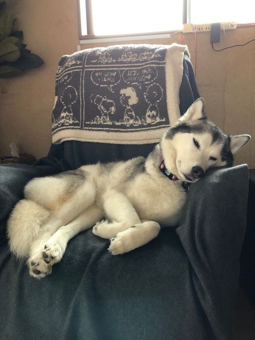 キュートなイブちゃん