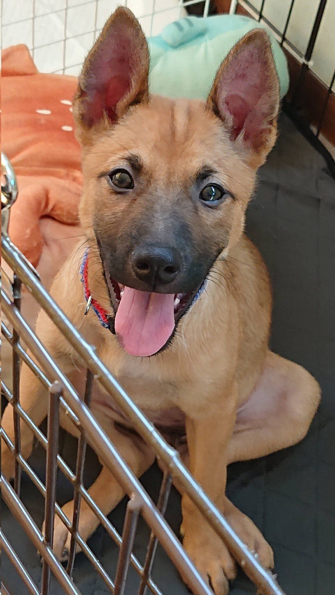 ケージの中でこちらを見つめる犬