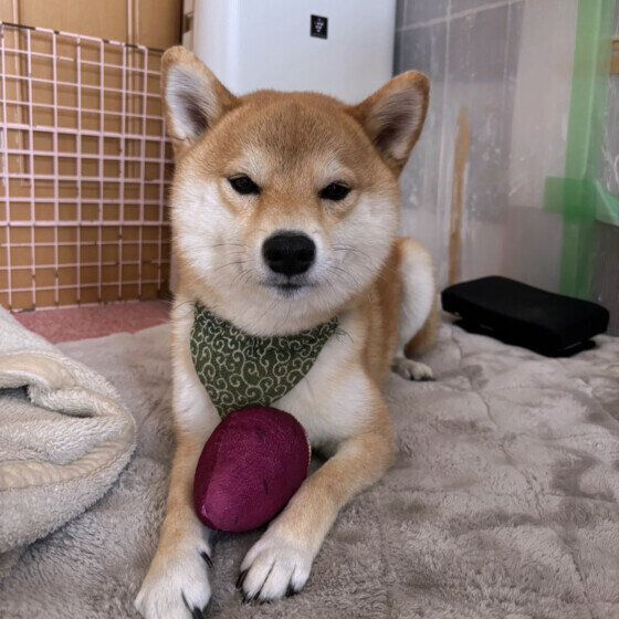 さつまいものおもちゃと柴犬