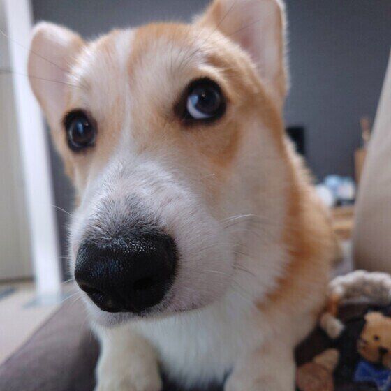 犬の膵炎(すいえん)が多くなったのはなぜ？ その理由を獣医師に聞いた いぬのきもち