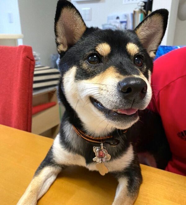 梨を見ている心陽ちゃん