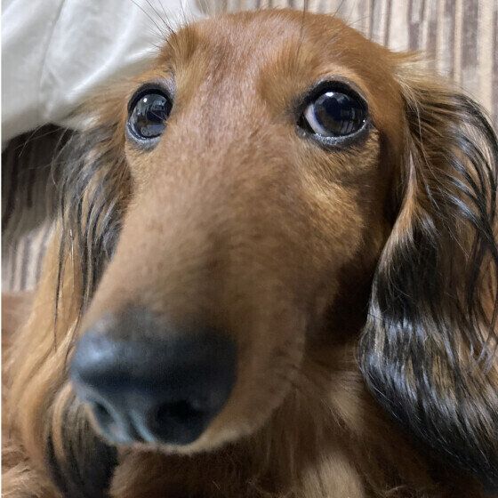 カニーンヘン・ダックスフンド