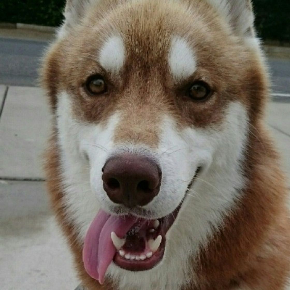 獣医師監修 シベリアン ハスキーの毛色の種類 抜け毛対策や飼い方 いぬのきもちweb Magazine 獣医師監修 シベリアン ハスキーの毛色の種類 抜け毛対策や飼い方 いぬのきもちweb Magazine