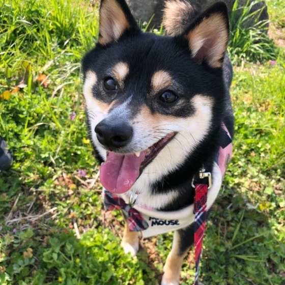 柴・虎太郎くん・笑顔