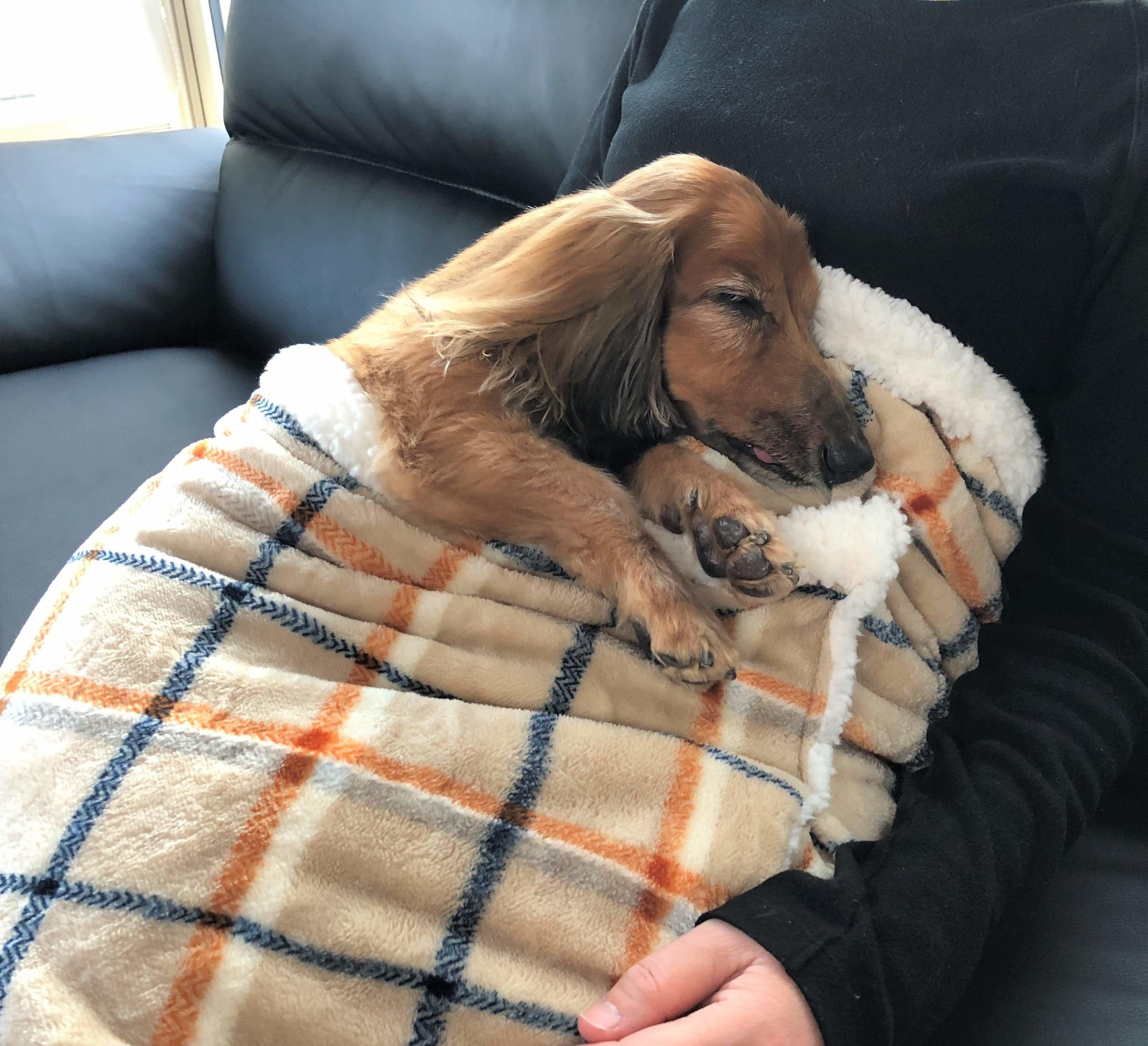 舌を出したままスヤスヤ