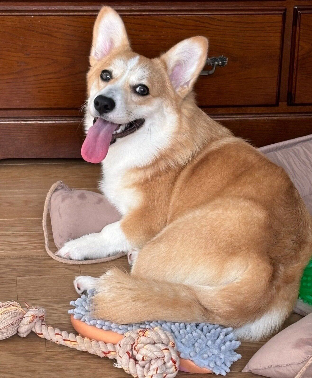 笑顔が可愛いあんずちゃん