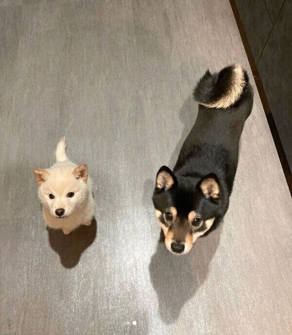 並ぶ雪丸くんと小春ちゃん