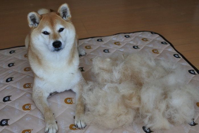 柴犬マロたん 換毛期がやって来た2019春 令和になっても抜けまくり いぬのきもちweb Magazine