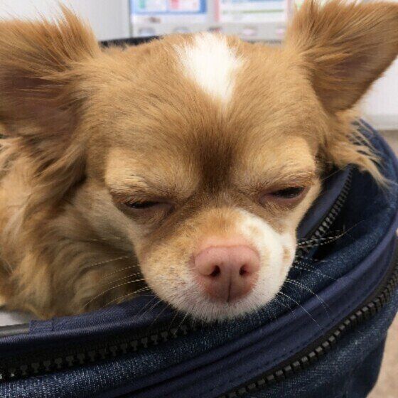 疲れて寝てしまうチワワ