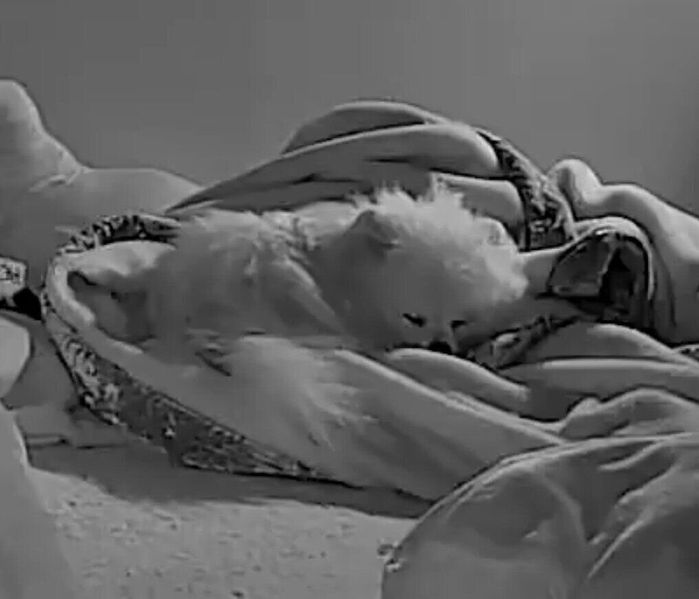 ぐっすり眠るレオくん