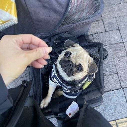 飼い主さんと外出をするこむぎちゃん