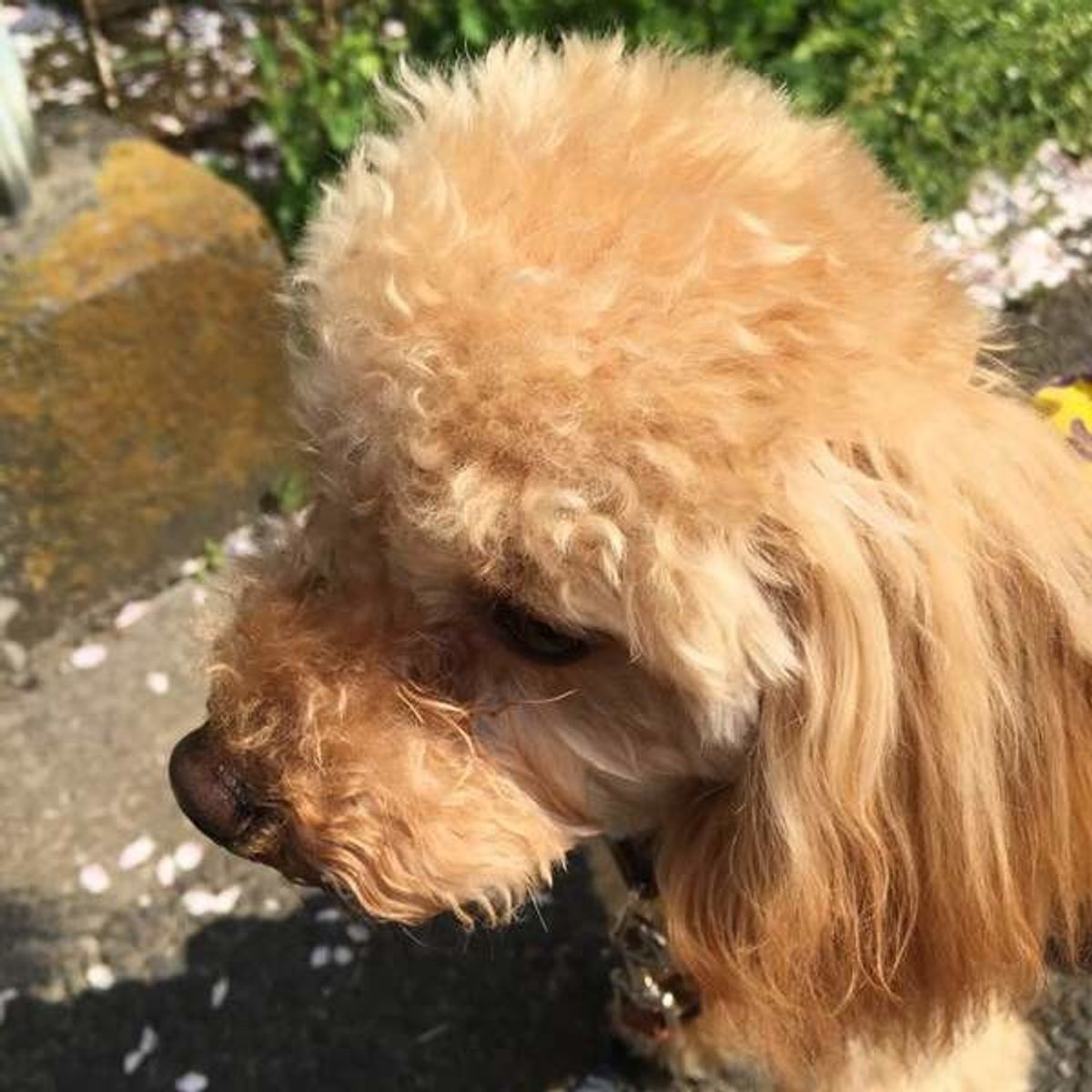 犬が顔をなめるのは愛情表現だけじゃない 愛犬の意外な気持ちって いぬのきもちweb Magazine 犬が顔をなめるのは愛情表現だけじゃない 愛犬の意外な気持ちって いぬのきもちweb Magazine