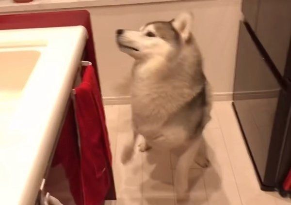 いつもと違うごはんに、我を忘れるシベリアン・ハスキー