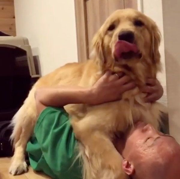 パパと戯れるゴールデン・レトリーバー