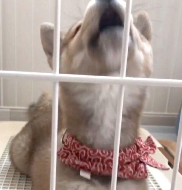 あくびをする福ちゃん