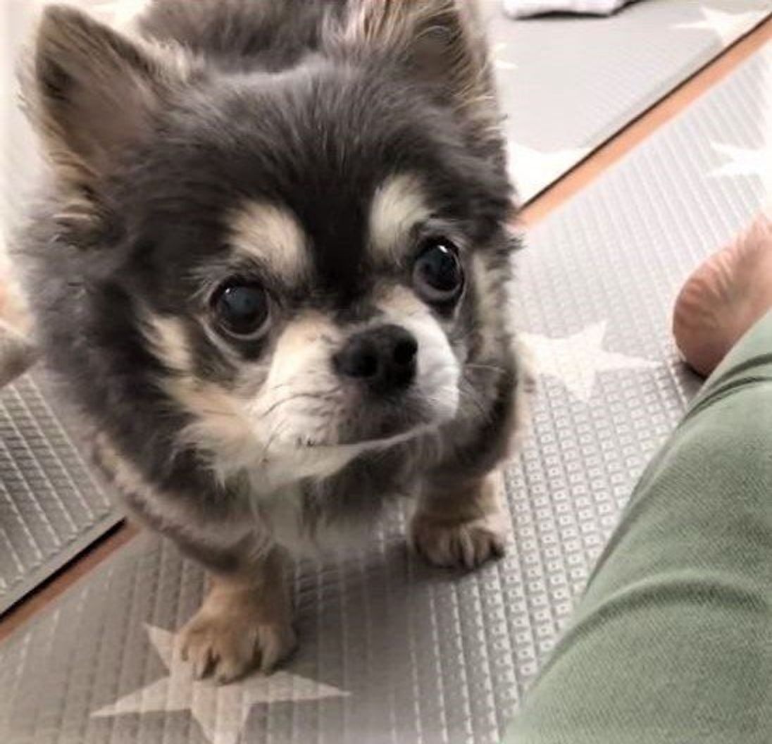 僕以外のどこの犬と会ってたの 浮気チェックが激しいチワワ いぬのきもちweb Magazine 僕以外のどこの犬と会ってたの 浮気チェックが激しいチワワ いぬのきもちweb Magazine