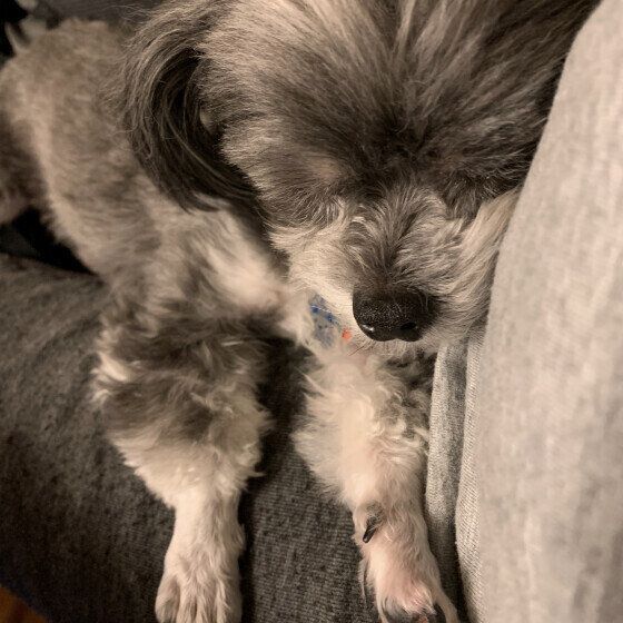 くっついて寝る小型Mix犬