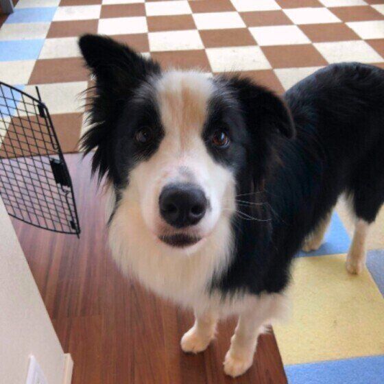 見つめるボーダー・コリー