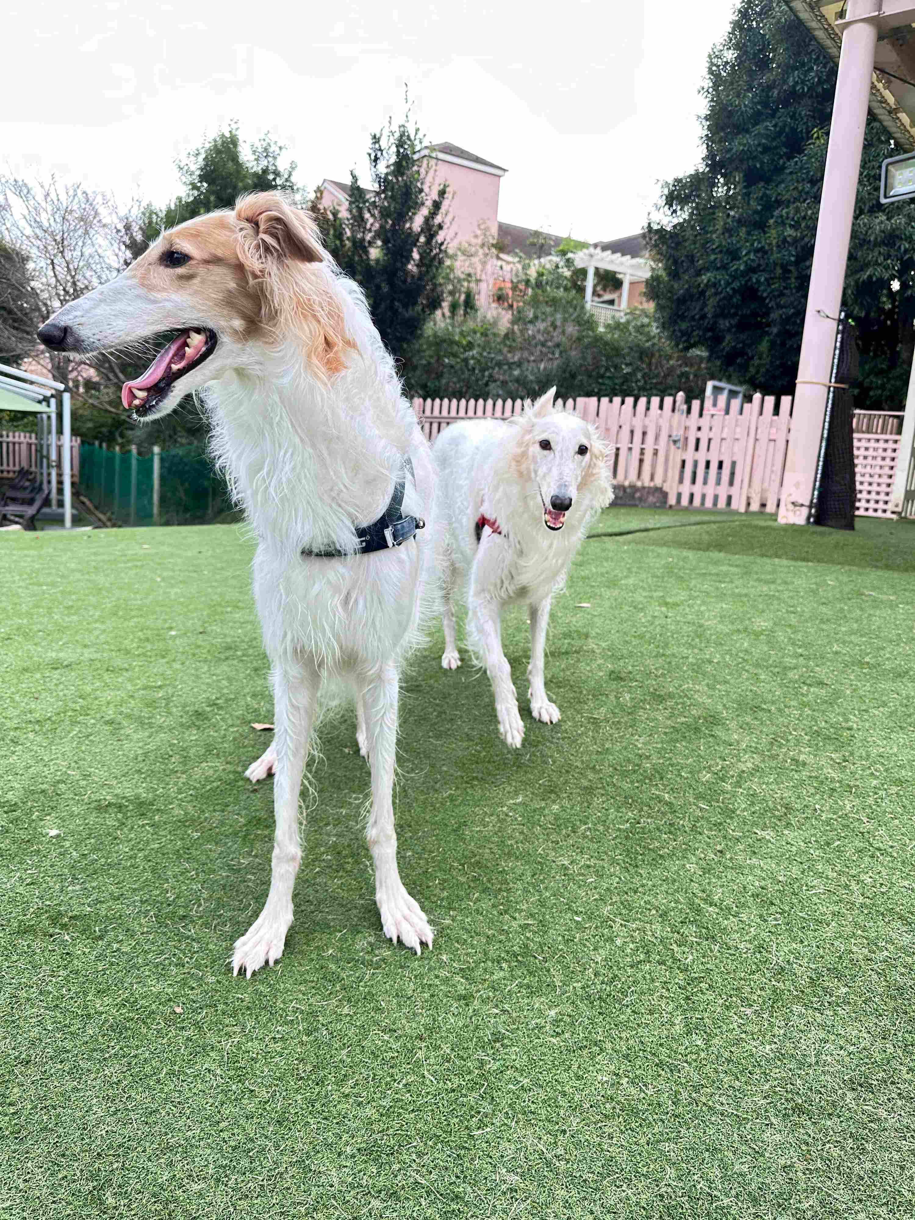 飼い主さんによるとサクラちゃんは「犬っぽくない」性格、サラちゃんは「犬っぽい」性格なのだとか