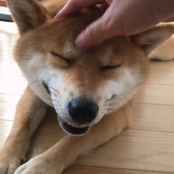 柴のまるちゃん