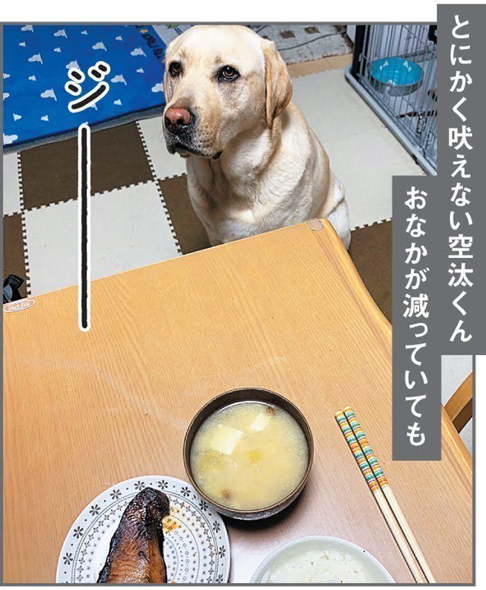 ラブラドール・レトリーバーの空汰くん