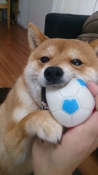 柴犬ボール遊び