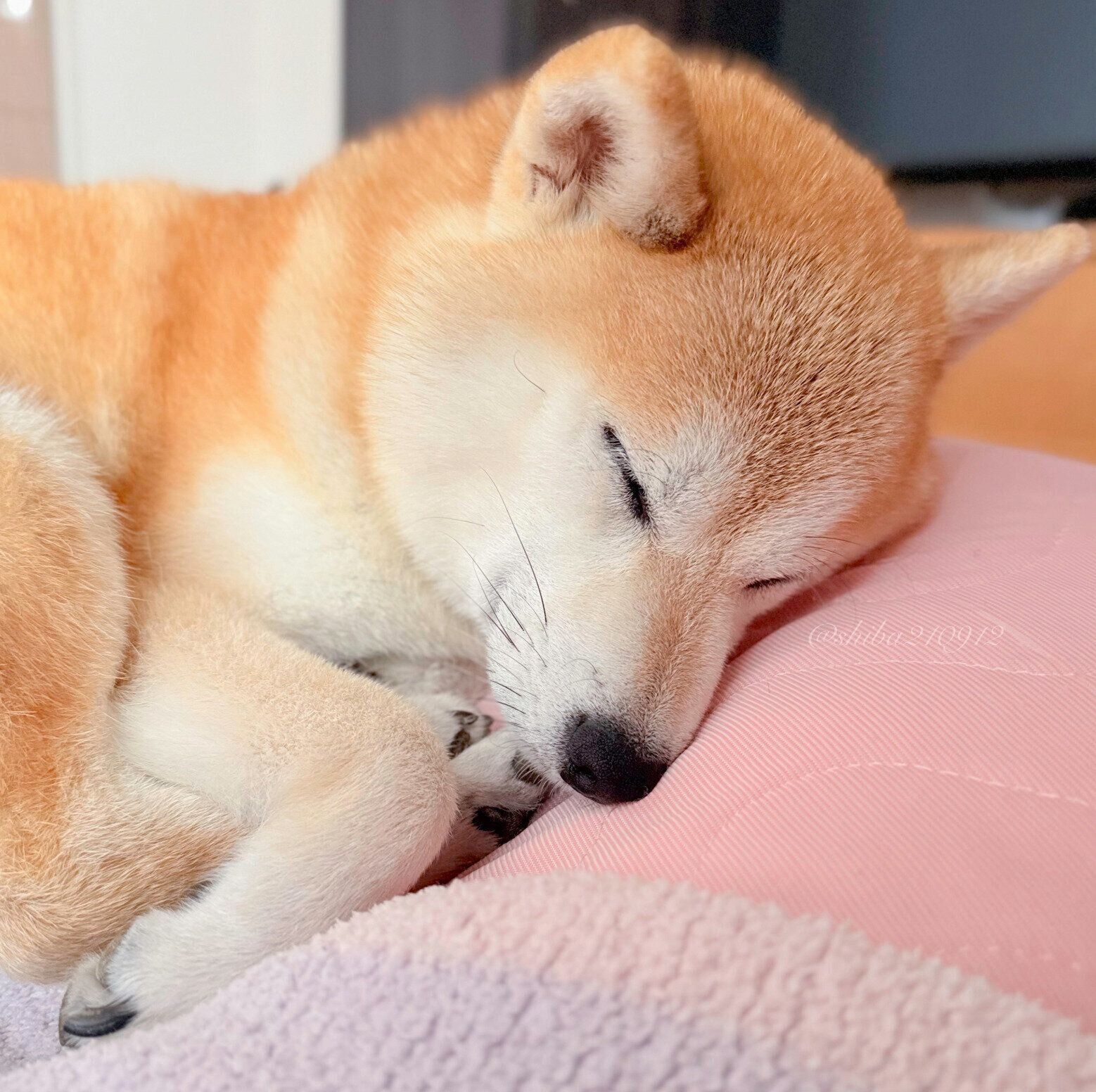 飼い主さんの隣で眠るももちゃん