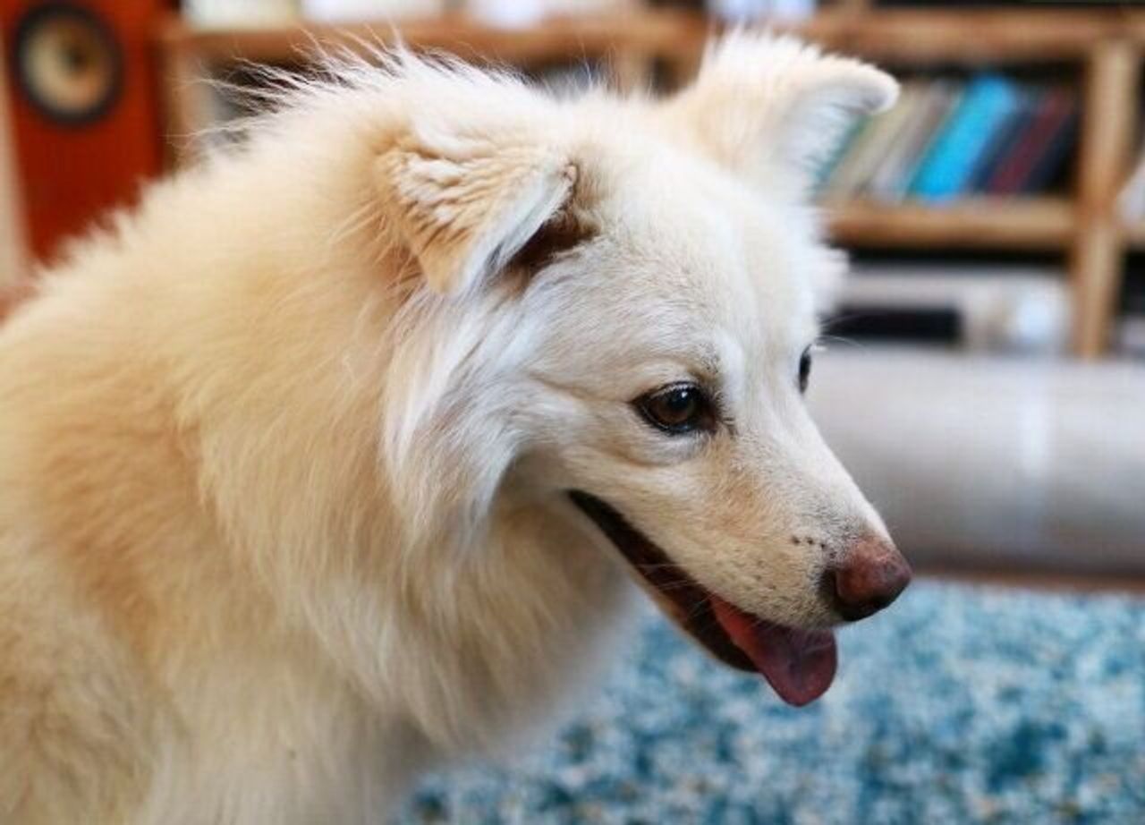 犬を起こす日々 穴澤賢の犬のはなし いぬのきもちweb Magazine 犬を起こす日々 穴澤賢の犬のはなし いぬのきもちweb Magazine