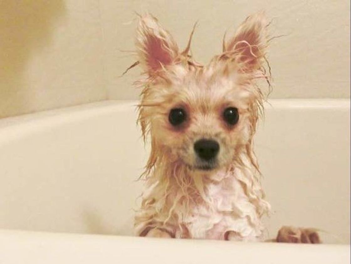 画像集付き ポメラニアンの性格って ミックス犬や性別で変わるの いぬのきもちweb Magazine 画像集付き ポメラニアンの性格って ミックス犬や性別で変わるの いぬのきもちweb Magazine