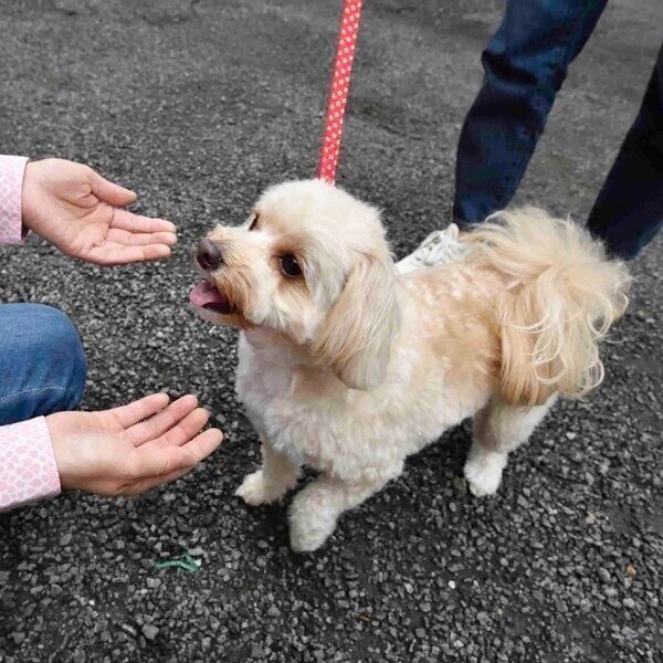 下に降ろしてから抱っこしてもらえば、落下の予防にもなります。（撮影／佐藤正之）