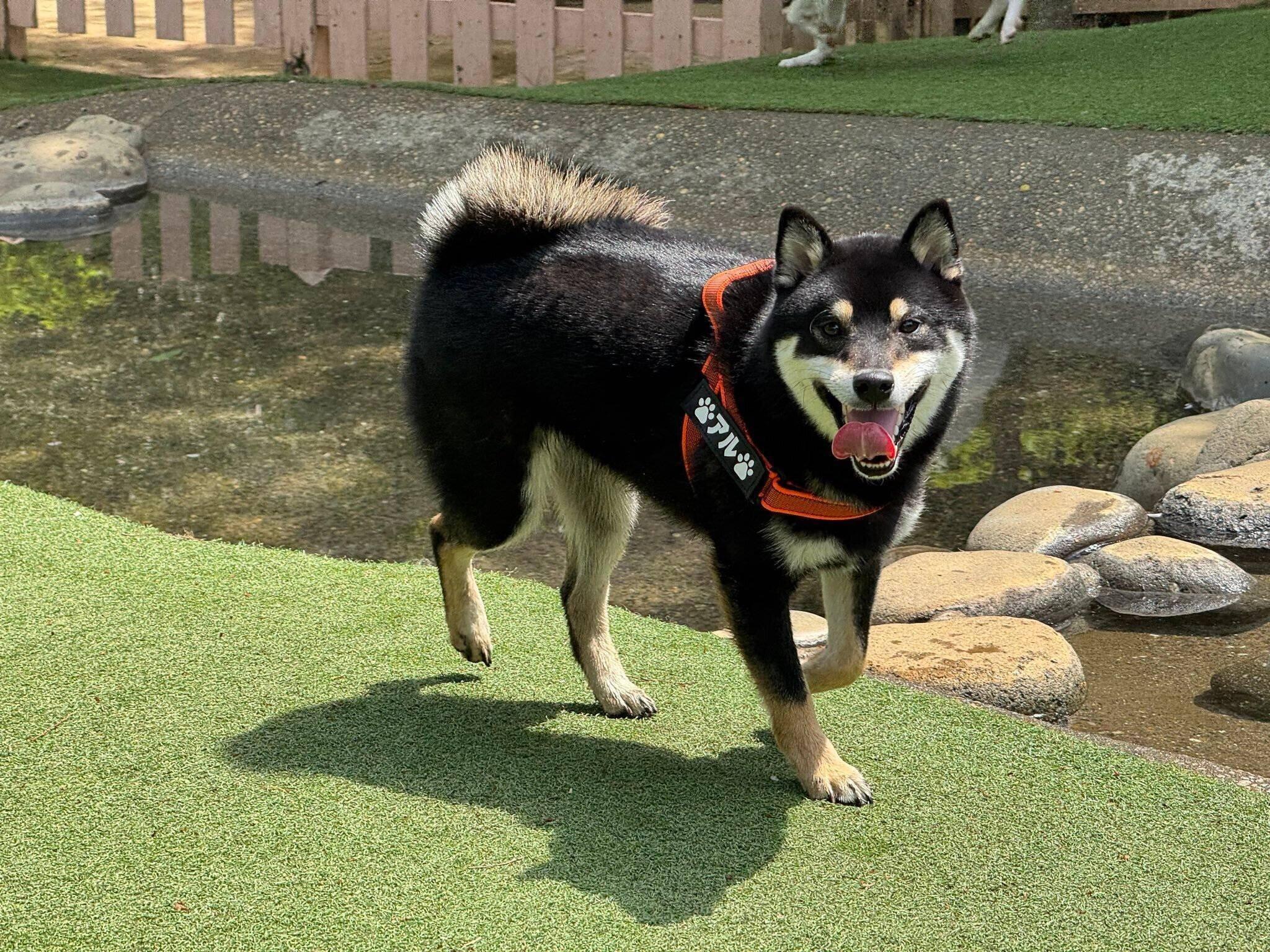 ドッグランを楽しむアルくん