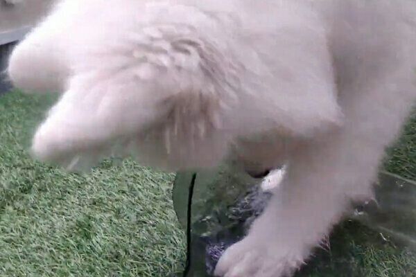 水遊びを始めるこゆきちゃん