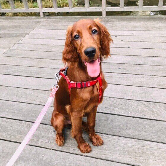 散歩中にひと休みするアイリッシュ・セター