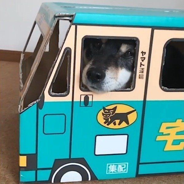 ダンボールに入る柴犬
